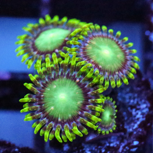 Cornbred's Limeade Zoa