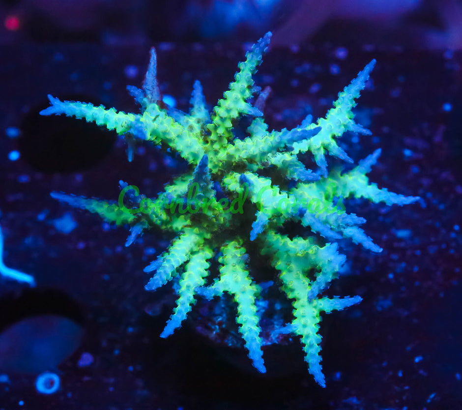 SPS – Page 2 – Cornbred Corals