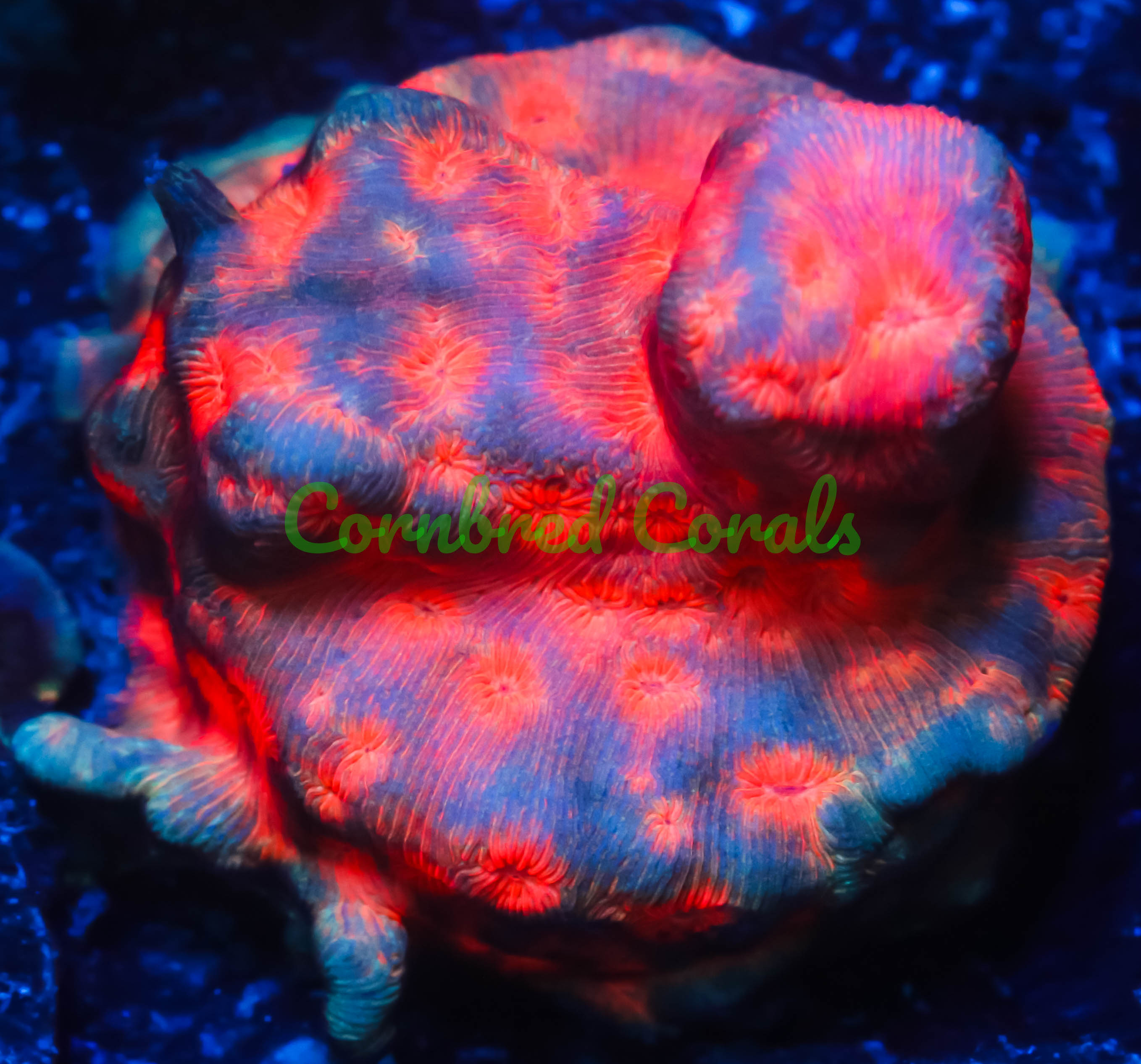 Cornbred Presents Jason Fox's Lava Flow Lepto