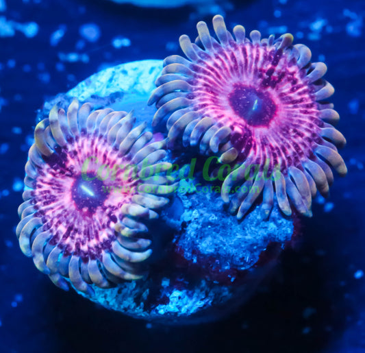 Cornbred's Pink Hallucination Palys