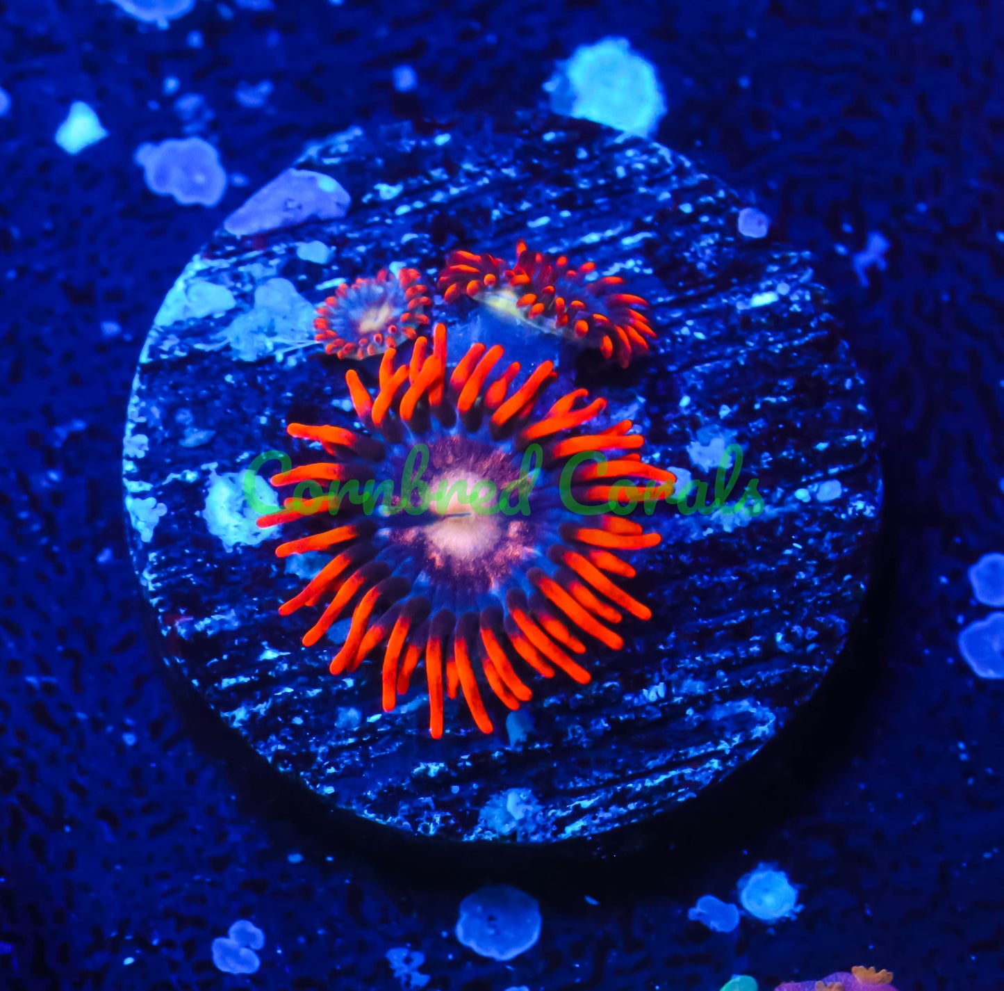 Cornbred's Head Banger Zoas