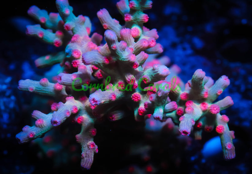 Cornbred's Branching Bleeding Rainbow Cyphastrea – Cornbred Corals