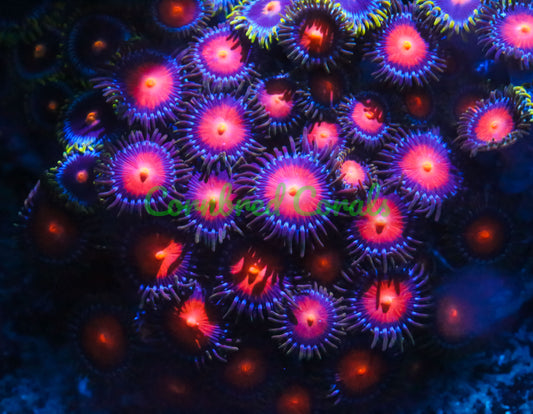 Cornbred's Dragon Ball Zoas