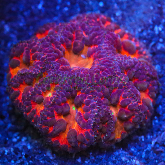 Cornbred's Fire Dragon Blasto