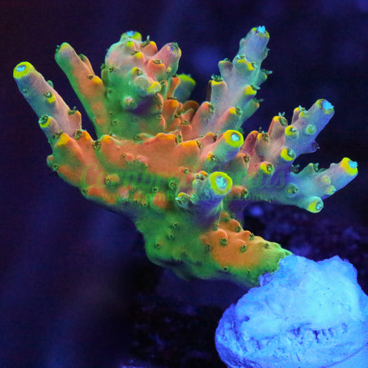 Cornbred's Flaming Unicorn Acro