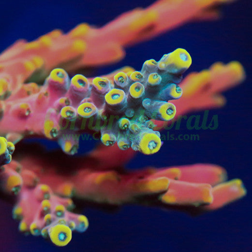 Cornbred's Flaming Unicorn Acro