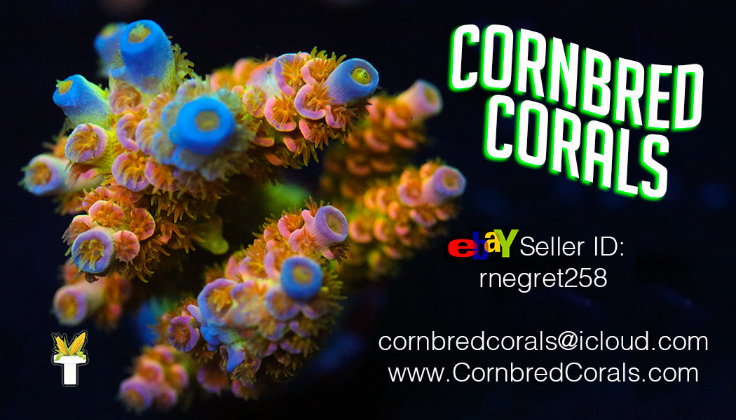 Cornbred Corals GIFT CARD