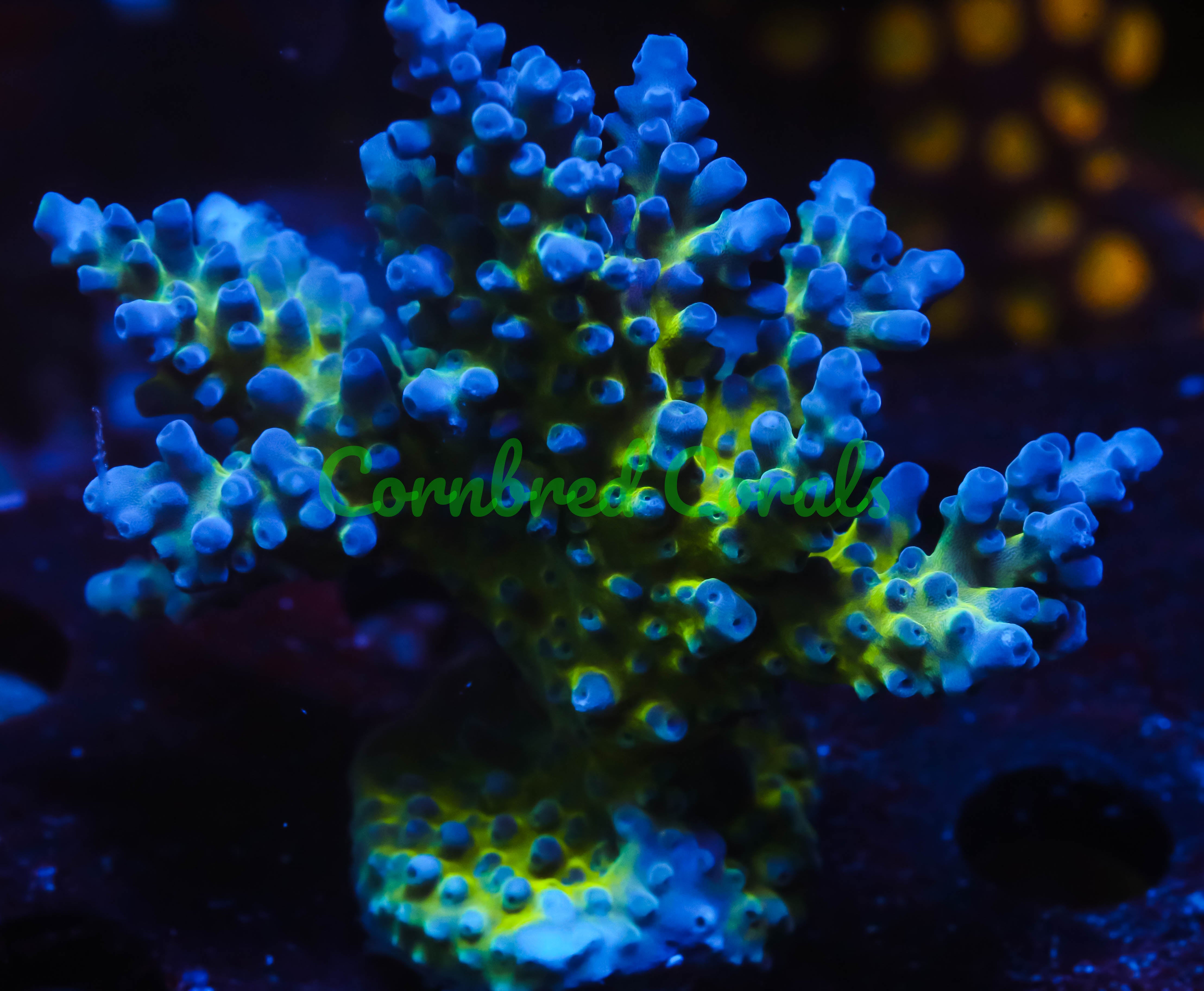 Cornbred's Purple Planet Acro – Cornbred Corals