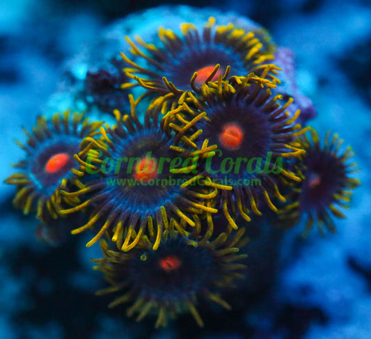 Cornbred's Tangerine Dreams Zoas