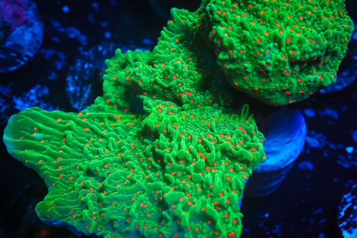 SPS – Page 3 – Cornbred Corals